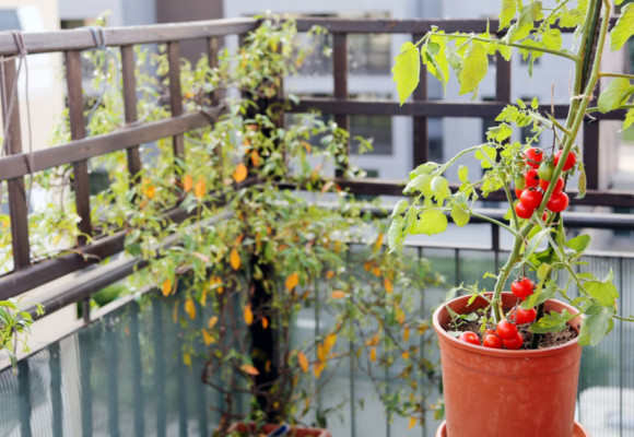 Aj na balkóne môžete pestovať zeleninu 