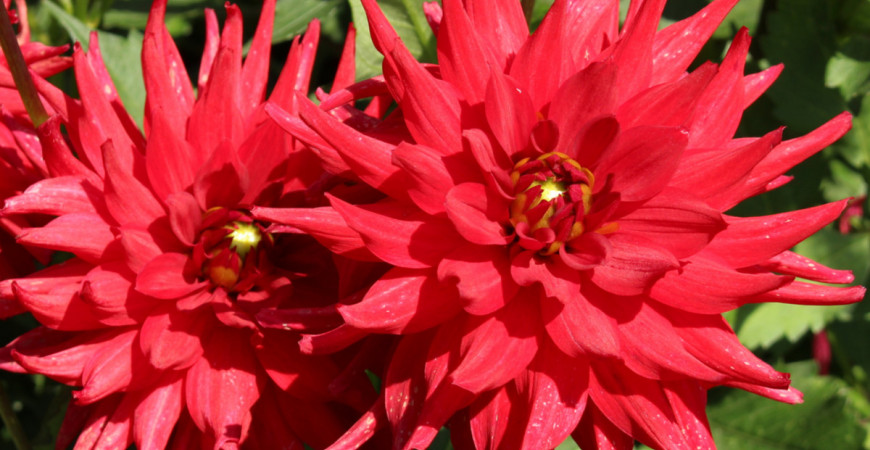 Georgíny vysádzajte na začiatku mája, na jeseň svojimi sýtymi farbami kvetov ozdobia záhradu