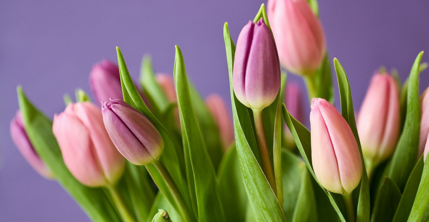 Tulipány – nízke i vysoké, kvitnúce skoro na jar i začiatkom leta 