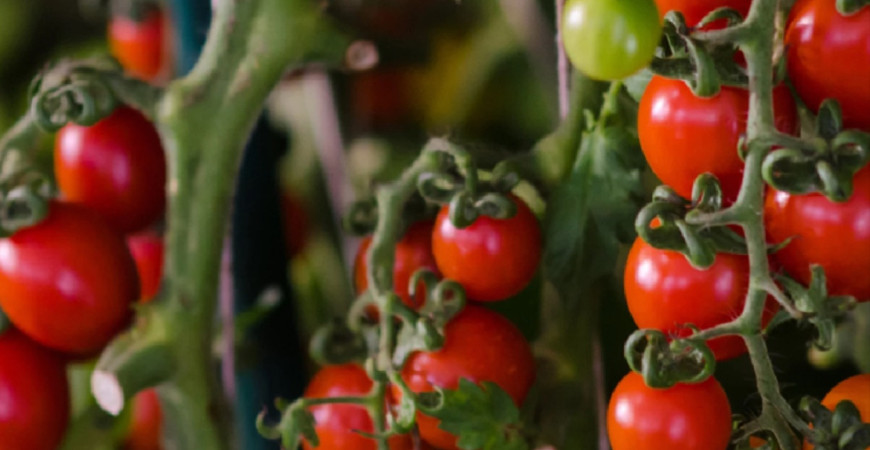 Ako sa starať o paradajky, aby bola úroda bohatá?
