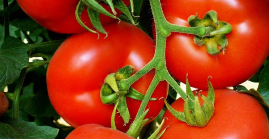 Vyberáme semená rajčín – na čo si dať pozor