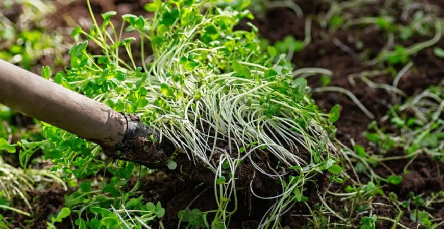 Zelené hnojenie a jeho výhody